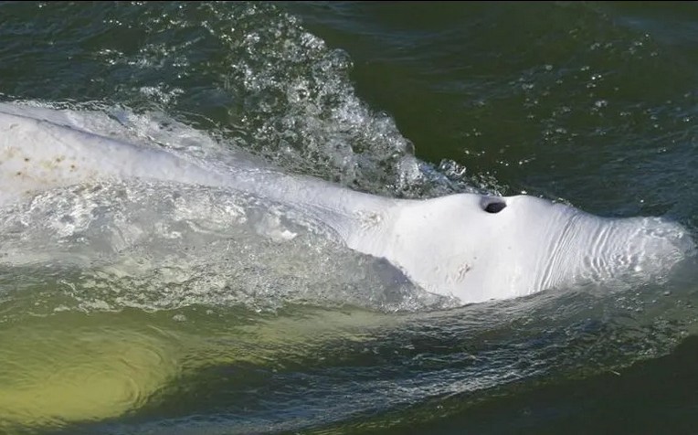 La ballena parece estar desnutrida.