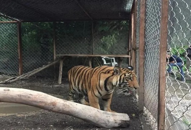 El animal tiene unos 8 meses de edad y pesa aproximadamente 100 kilos.