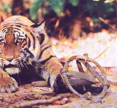 Tigre en trampa