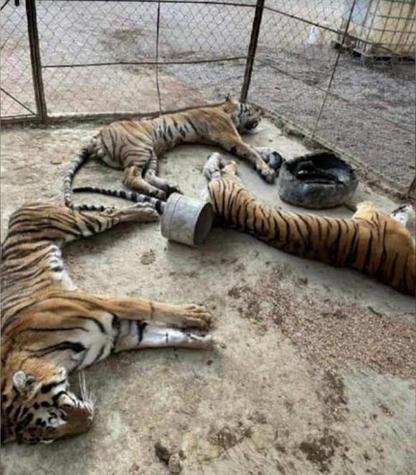 Los tigres de bengala pasaron varios días sin agua ni alimento.