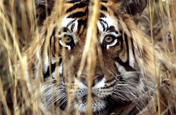 Tigre en Ranthambore.