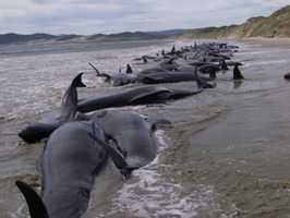 Balleas muertas en la Bahía Mason.