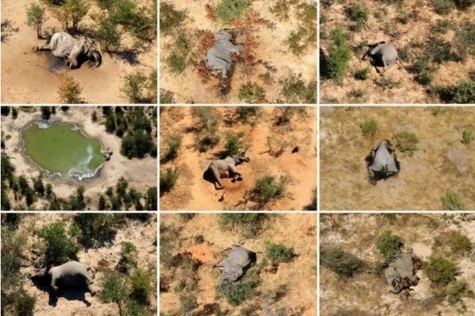 Las desgarradoras imágenes de elefantes muertos en Botsuana.