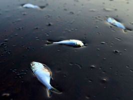 Atrapados por el petrleo crudo.