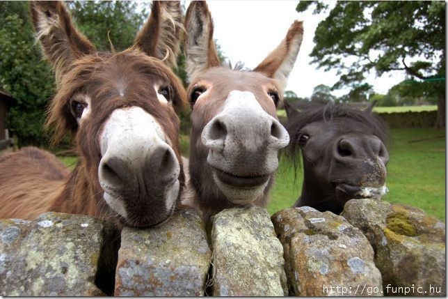 Smiling donkeys.
