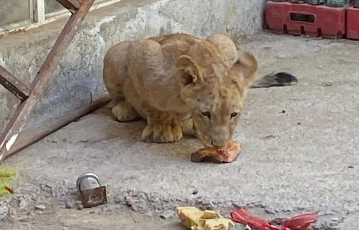 Localizaron un cachorro de león en una vivienda ubicada en la colonia Insurgentes.