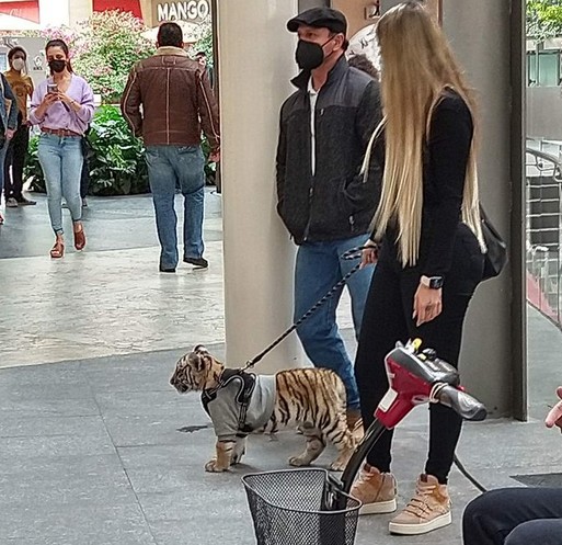 El caso del tigre en un centro comercial se ha viralizado en las últimas horas en el país.
