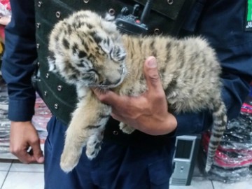 Cachorro de tigre decomisado.