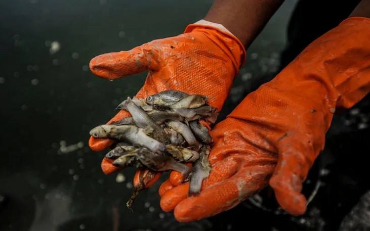 Extraen al menos 300 toneladas de peces muertos de la laguna.
