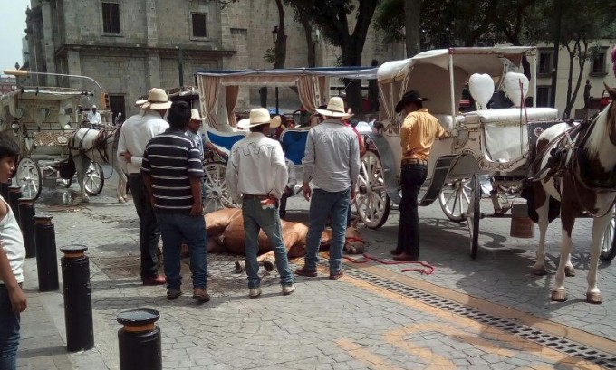 Muerte del caballo de calandria.