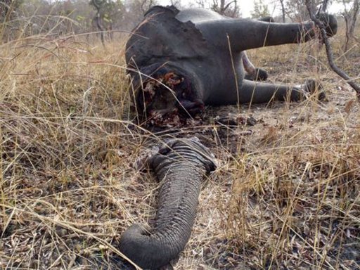 Elefante muerto en Camern.