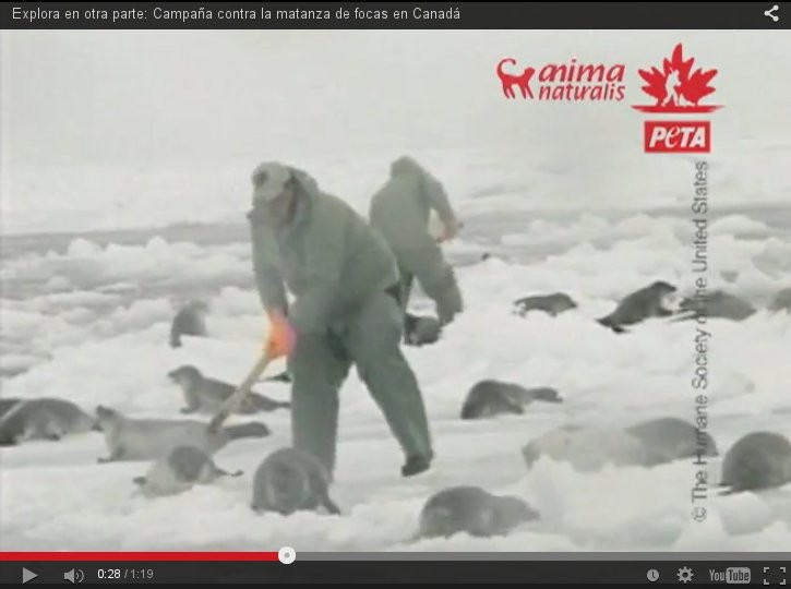 Campaa contra el asesinato de focas.