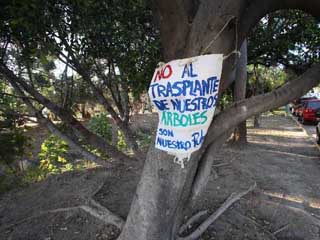 Arboles marcados en Sta.Catalina de Siena.