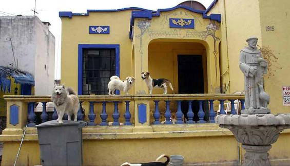 La casa de los perros y San Francisco.