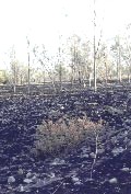 Bosque quemado del Centinela