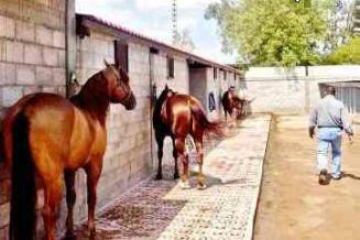 Los caballos del charro electricista.