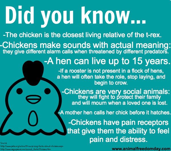 Chicken information.