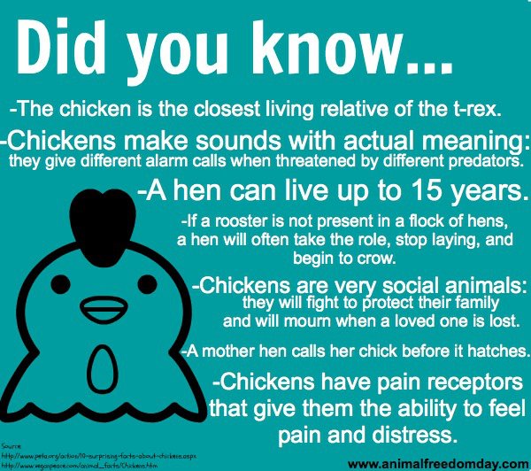 Chicken information. Chicken information.