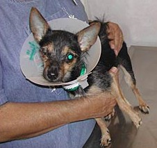 Chihuahueño golpeado.