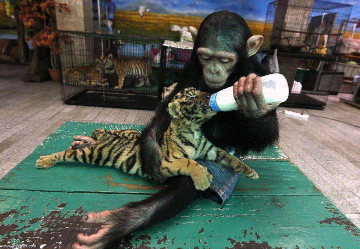 Chimpanc alimentando a tigre beb.