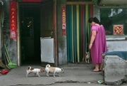 Perros en China