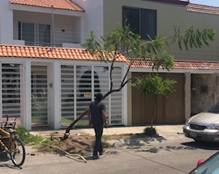 Asesinato de jacaranda