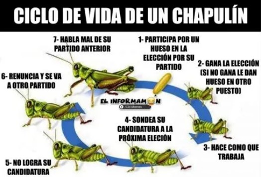 Ciclo de vida de un chapulín.