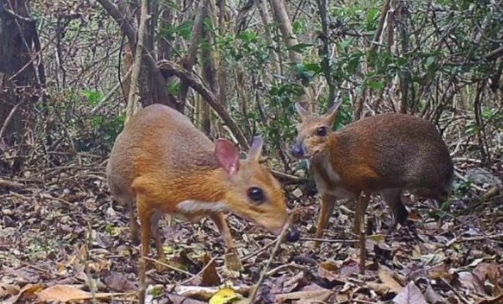 Ciervo ratn vietnamita de lomo plateado que se encuentra en la lista roja de especies amenazadas.