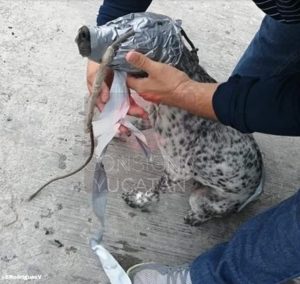 Torturan a perra callejera en Mérida; le cubrieron la cara con cinta adhesiva.