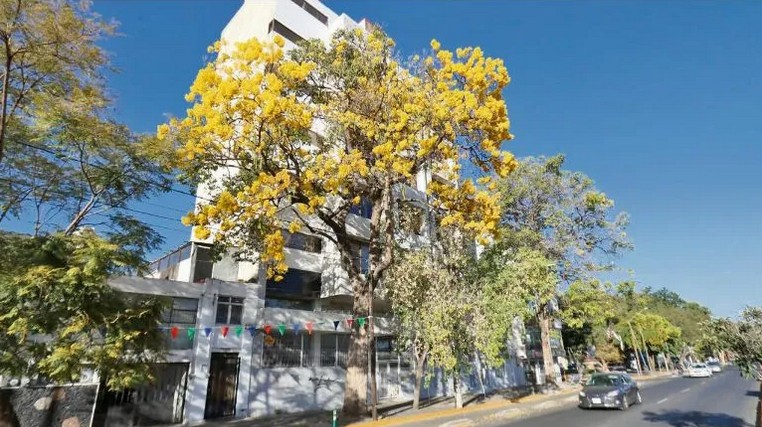 Las primaveras estn entre los rboles que ms gustan a los tapatos por el color que dan a las calles.