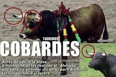 Taurinos cobardes.