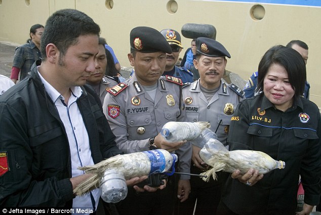 Tráfico de cacatúas de cresta amarilla en Indonesia.