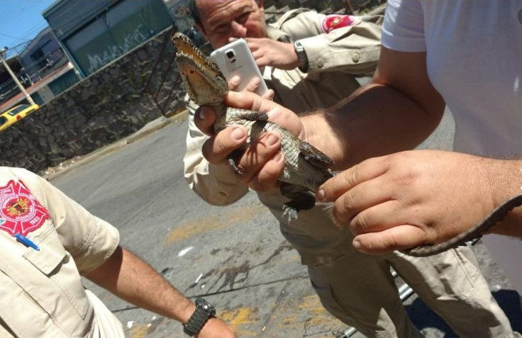 Cocodrilo rescatado en Guadalajara.