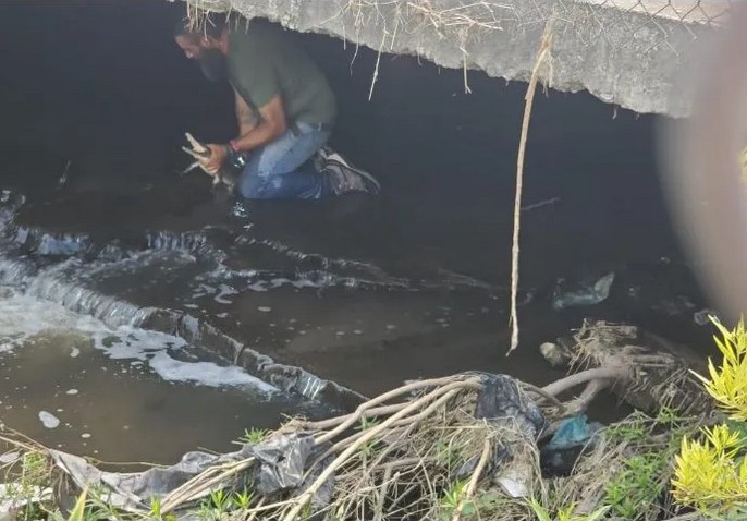 Hasta el momento se desconoce a ciencia cierta de dónde pudo haber salido el cocodrilo.