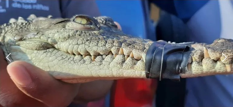 Capturan cocodrilo en Zapopan.