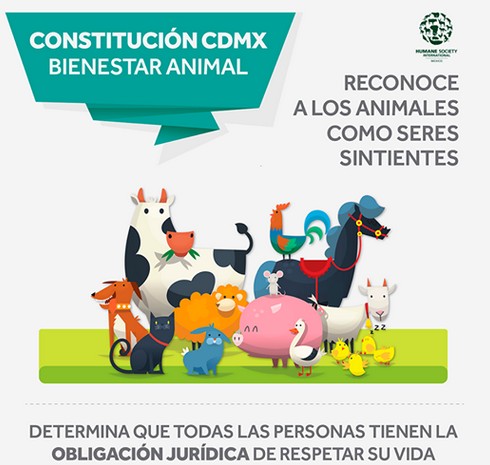 La Constitución Política de la Ciudad de México considera a los animales como SERES SINTIENTES.