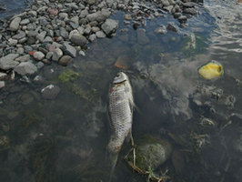 Cuenca contaminada.