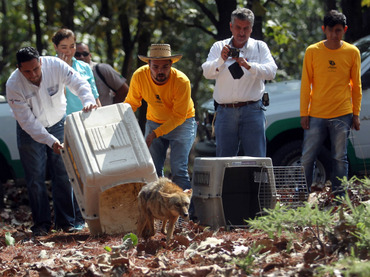 Coyote liberado.