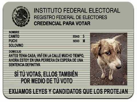 Vota por los políticos que ofrezcan legislar protegiendo a los animales.