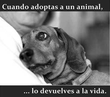 Cuando adoptas un animal lo devuelves a la vida.