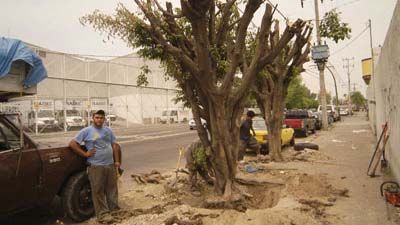 Deforestando Guadalajara.