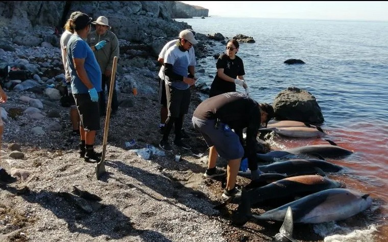 Ambientalistas rescatan los cuerpos de la playa y los que flotaban en la costa.