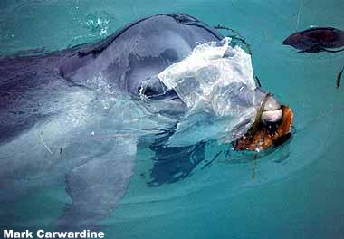 Delfín atrapado por basura plástica.