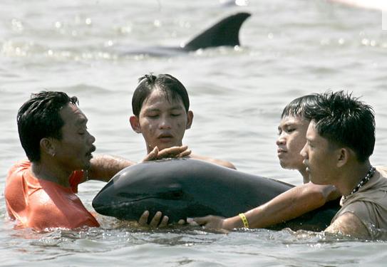Delfines en la Bahía de Manila.