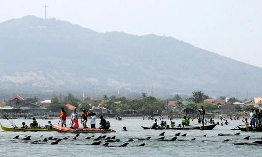 Delfines en la Bahía de Manila.