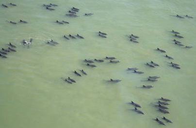 Delfines en la Bahía de Manila.