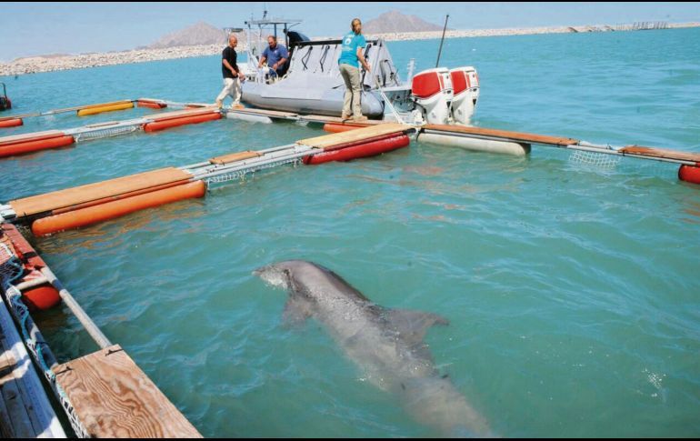 Delfines entrenados para identificar dónde se encuentran las vaquitas marinas.