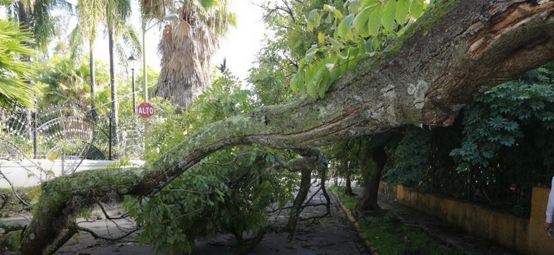 rbol cado en Guadalajara.