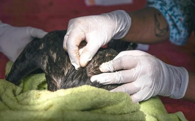 Las aves afectadas tienen en su plumaje restos de petrleo.