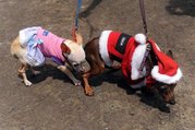 Perros desfilando en Managua.